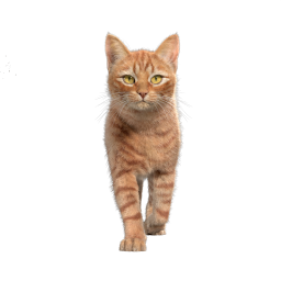 Orange Cat Animation