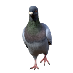 Pigeon