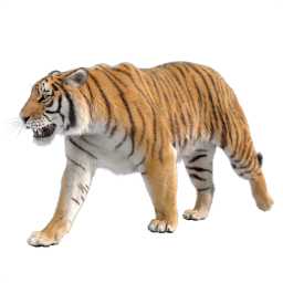 SiberianTiger Animation