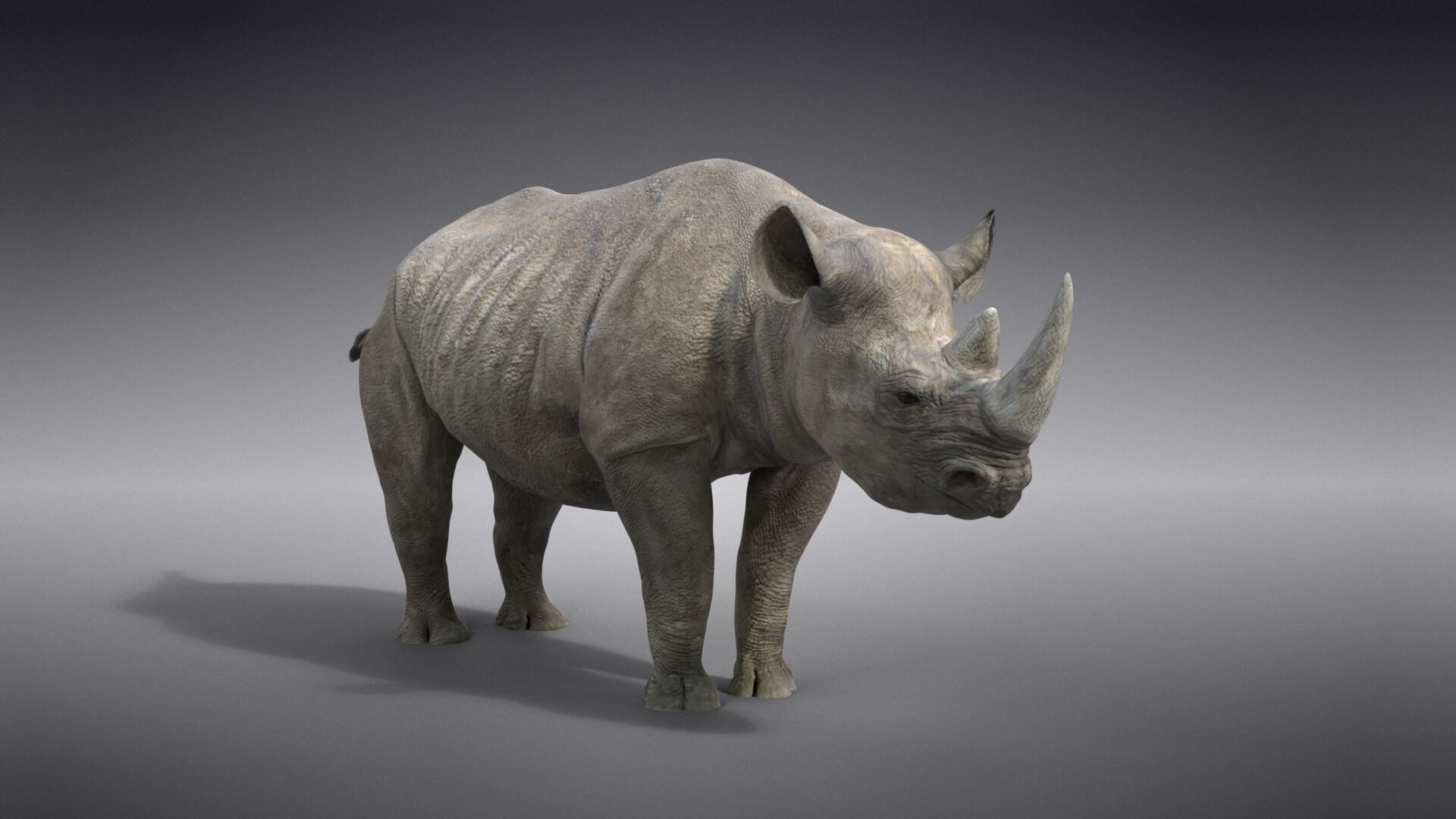 3D Animal | African Rhinoceros Animated | VFX Grace