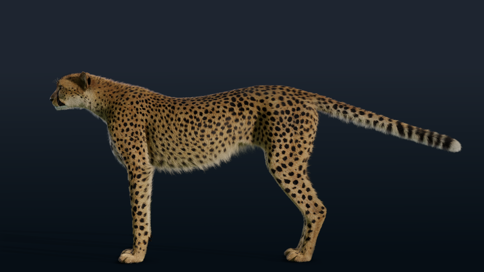 3D Animal | Cheetah Animated | VFX Grace