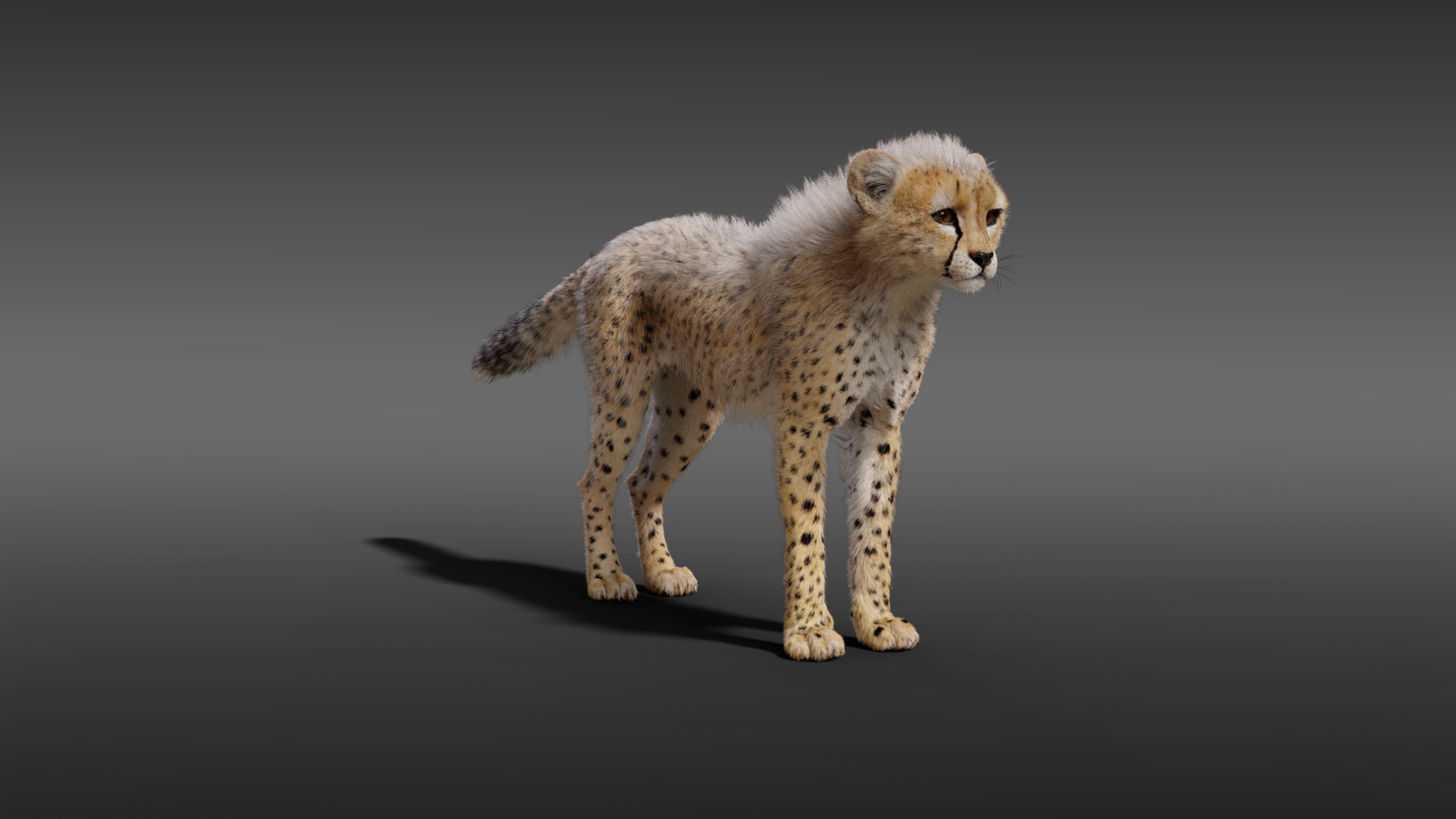 3D Animal | Cheetah Young Animated | VFX Grace