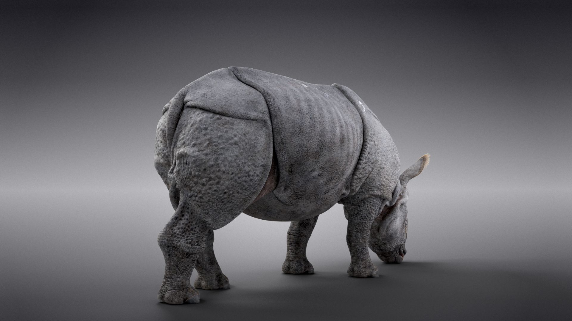 Indian Rhinoceros Animated | VFX Grace | VFX Grace