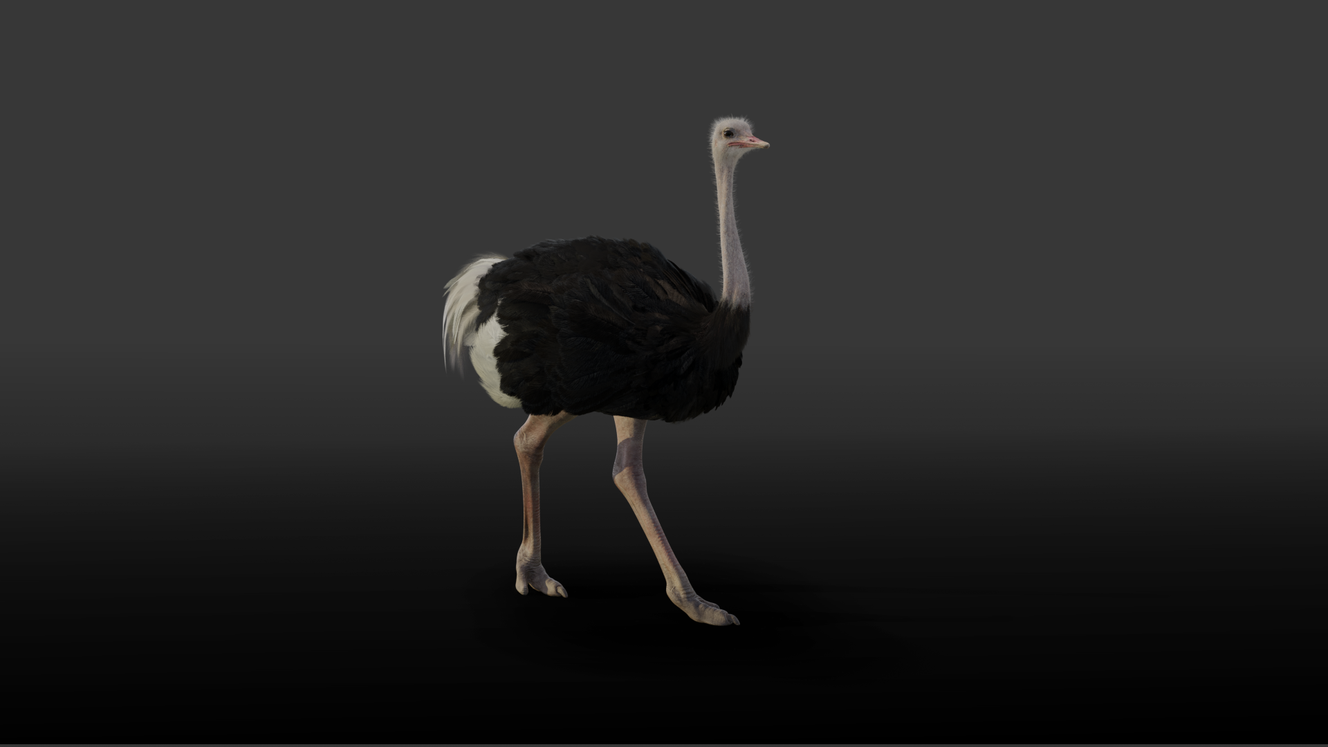 3D Animal | Ostrich Animated | VFX Grace