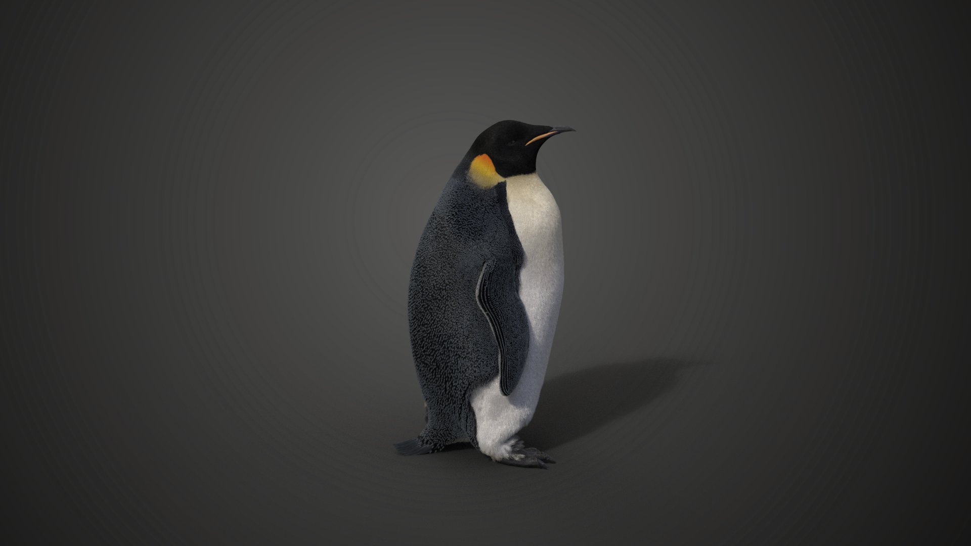 CG Model | Emperor Penguin Animated | VFX Grace