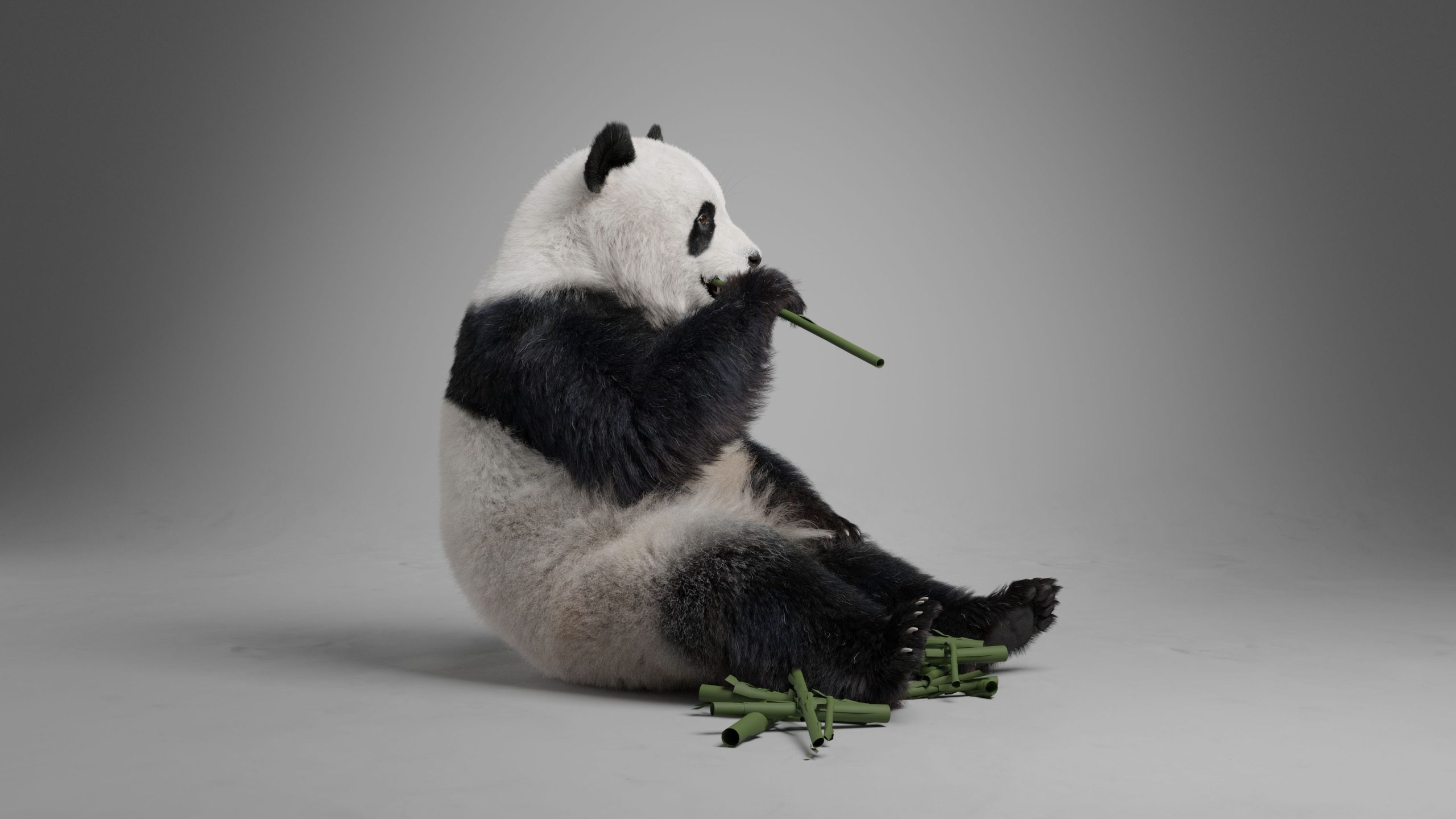 Panda Animation | VFX Grace | VFX Grace